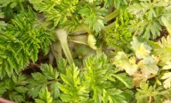 Диетолог назвала самую полезную зелень