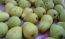 Назван фрукт, который способен защитить от диабета и туберкулеза