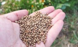 Врач-диетолог Дюваль назвала продукты для хорошей памяти после 65 лет